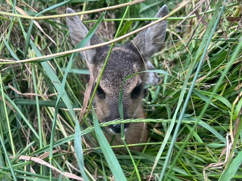 Srnčata v bezpečí